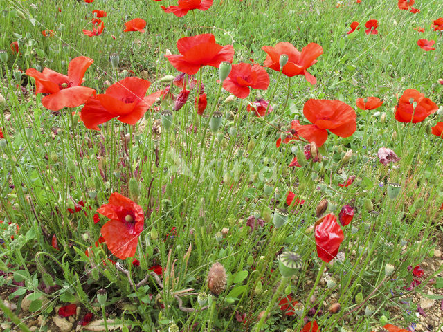 Bleke klaproos (Papaver dubium)