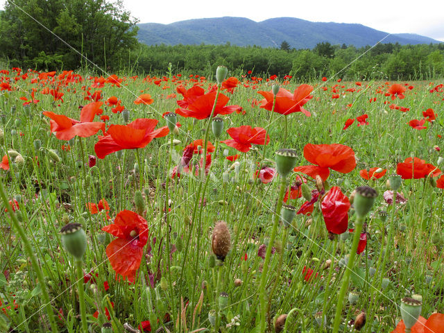 Bleke klaproos (Papaver dubium)