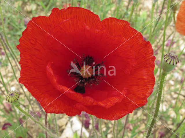 Bleke klaproos (Papaver dubium)