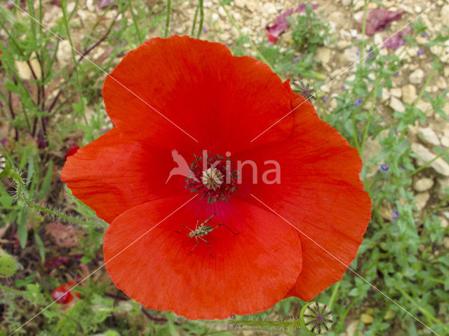 Bleke klaproos (Papaver dubium)