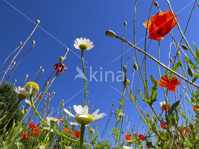 Bleke klaproos (Papaver dubium)