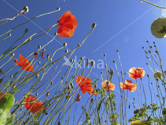 Bleke klaproos (Papaver dubium)