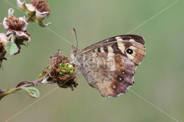 Bont zandoogje (Pararge aegeria)