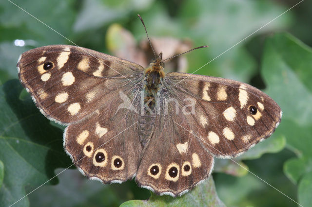 Speckled Wood (Pararge aegeria)