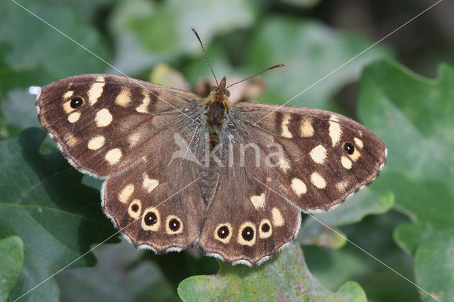 Speckled Wood (Pararge aegeria)