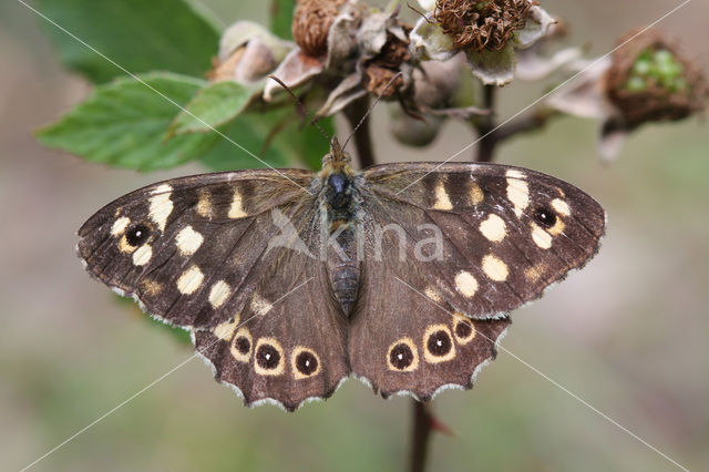 Speckled Wood (Pararge aegeria)