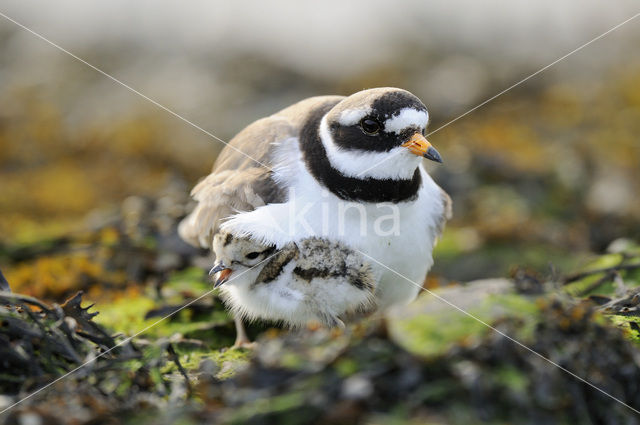 Bontbekplevier (Charadrius hiaticula)