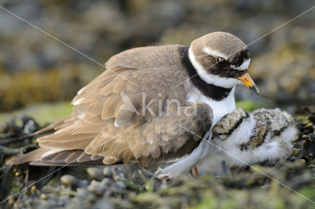 Bontbekplevier (Charadrius hiaticula)