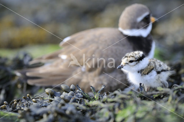 Bontbekplevier (Charadrius hiaticula)