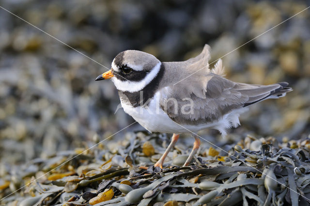 Bontbekplevier (Charadrius hiaticula)