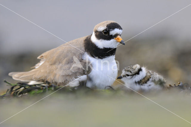 Bontbekplevier (Charadrius hiaticula)