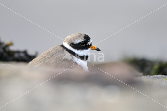 Bontbekplevier (Charadrius hiaticula)