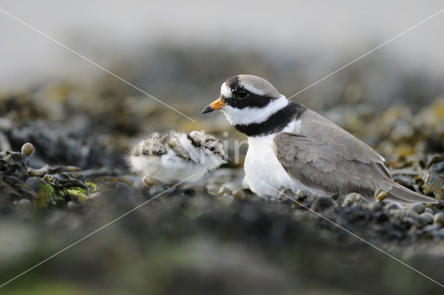 Bontbekplevier (Charadrius hiaticula)