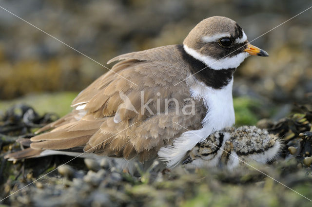 Bontbekplevier (Charadrius hiaticula)