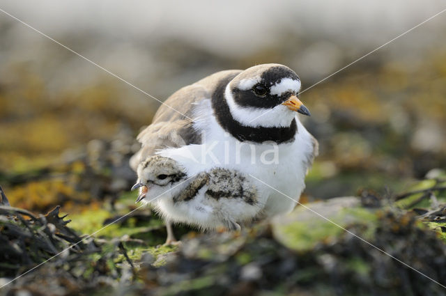 Bontbekplevier (Charadrius hiaticula)