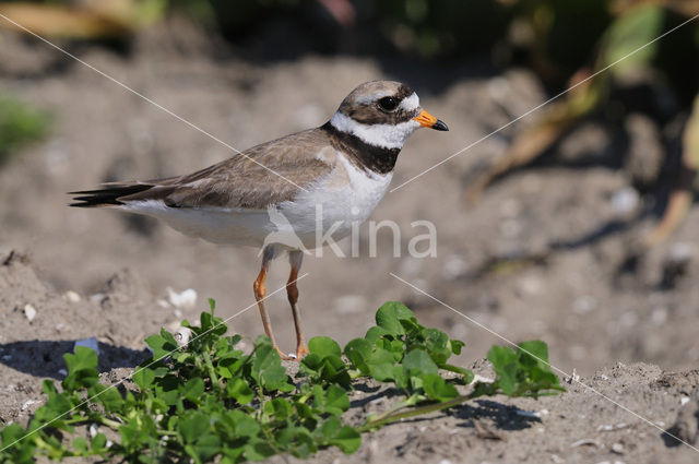 Bontbekplevier (Charadrius hiaticula)