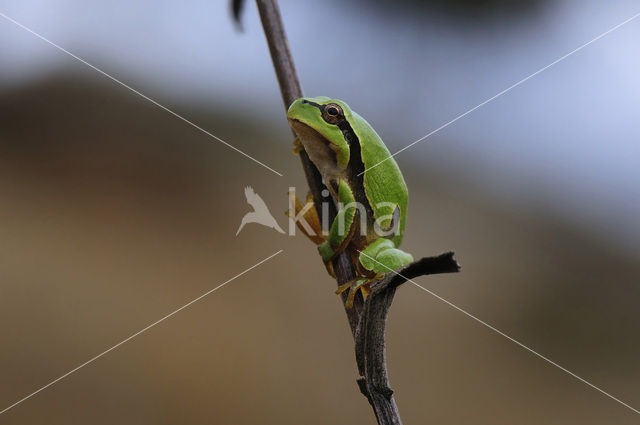 Boomkikker (Hyla crucifer)