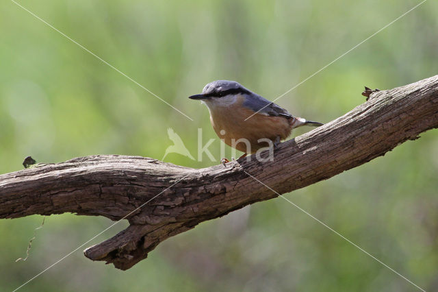 Boomklever (Sitta europaea caesia)