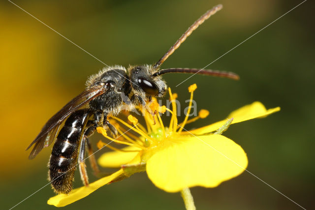 Bosgroefbij (Lasioglossum fratellum)