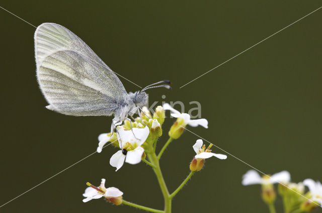 Wood White (Leptidea sinapis)