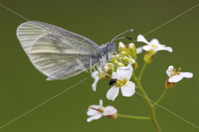 Wood White (Leptidea sinapis)