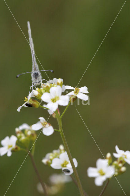 Wood White (Leptidea sinapis)