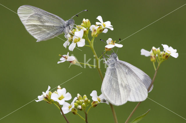 Wood White (Leptidea sinapis)