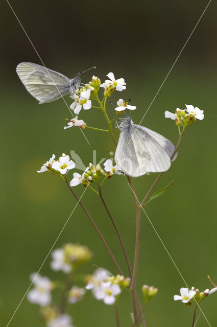 Wood White (Leptidea sinapis)