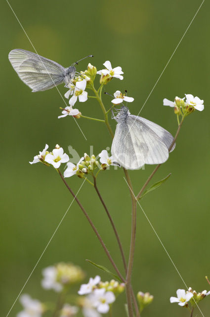 Wood White (Leptidea sinapis)