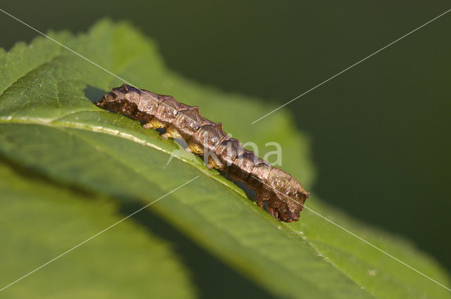 Peach Blossom (Thyatira batis)