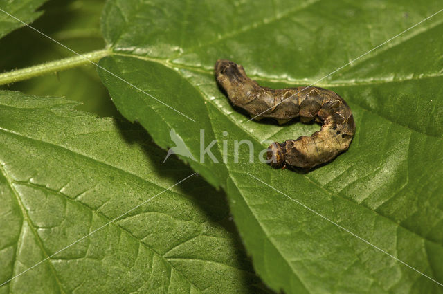 Peach Blossom (Thyatira batis)