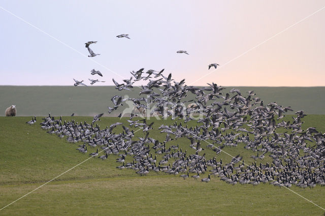 Brandgans (Branta leucopsis)