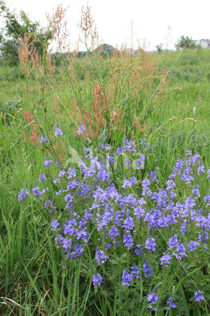 Large Speedwell