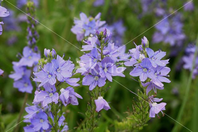 Brede ereprijs (Veronica austriaca)