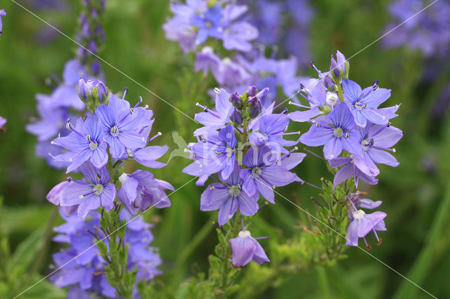 Brede ereprijs (Veronica austriaca)