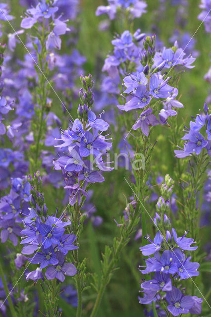 Large Speedwell