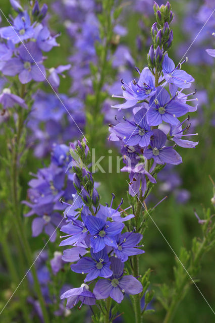 Brede ereprijs (Veronica austriaca)