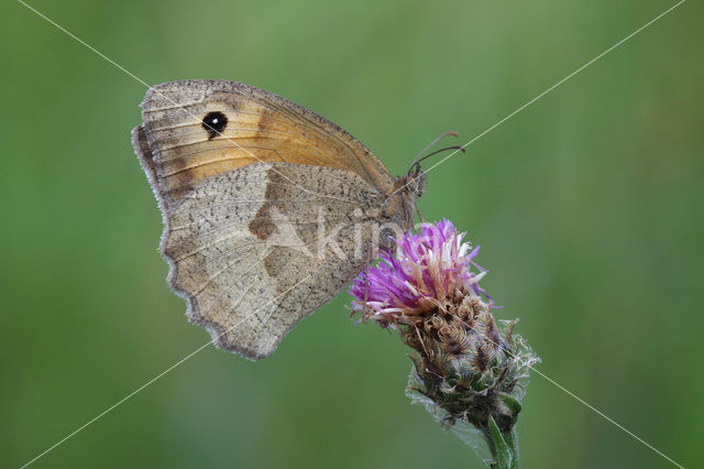 Bruin zandoogje (Maniola jurtina)