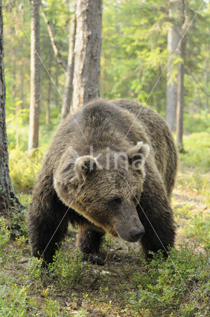 Bruine beer (Ursus arctos)