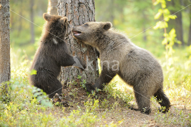 Brown Bear (Ursus arctos)