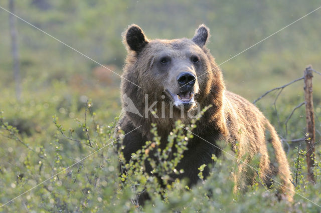 Bruine beer (Ursus arctos)