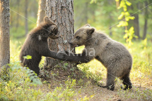 Bruine beer (Ursus arctos)