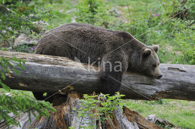 Bruine beer (Ursus arctos)