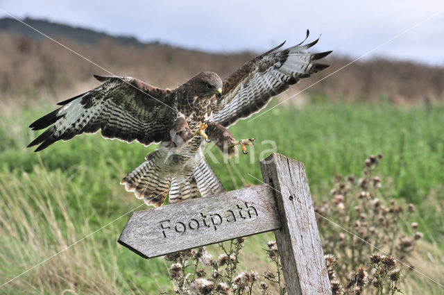 Common Buzzard (Buteo buteo)