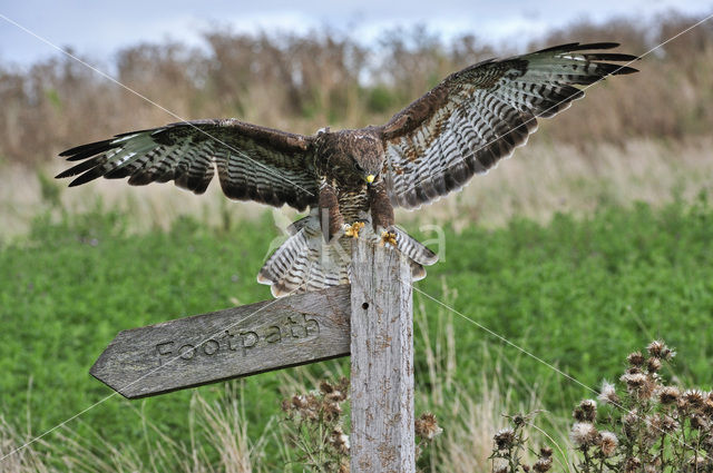 Common Buzzard (Buteo buteo)