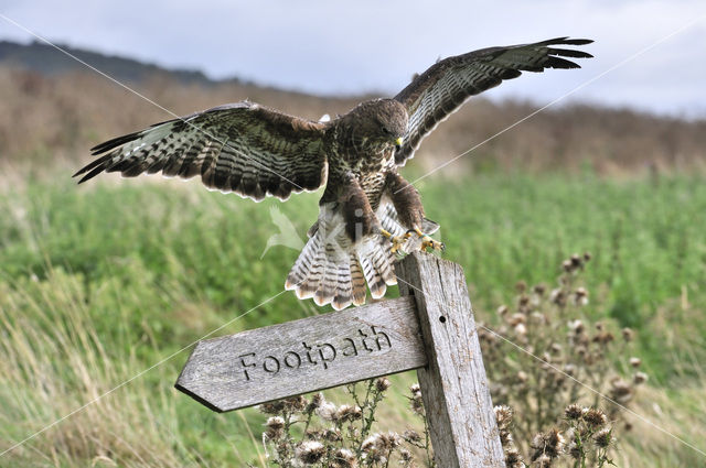 Common Buzzard (Buteo buteo)