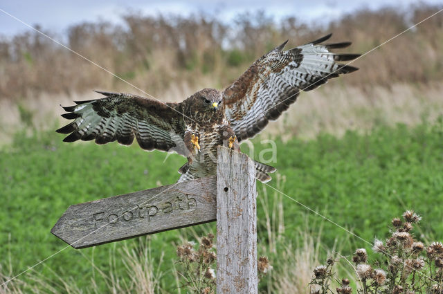 Buizerd (Buteo buteo)