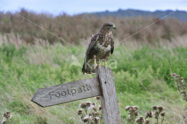 Buizerd (Buteo buteo)