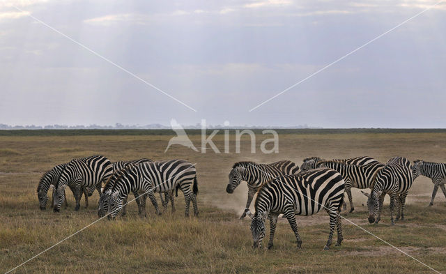 Burchell's zebra (Equus burchellii)