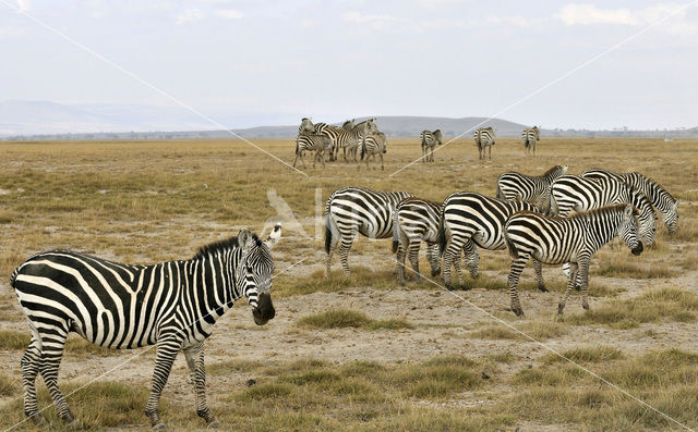 Burchell's zebra (Equus burchellii)